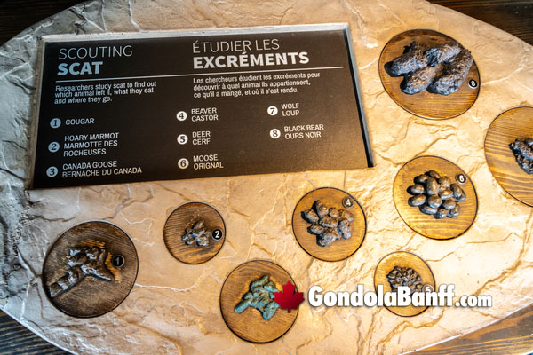 Banff Gondola Educational and Interpretive Areas