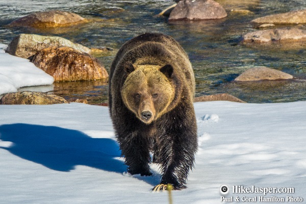Wildlife Tours in Jasper National Park